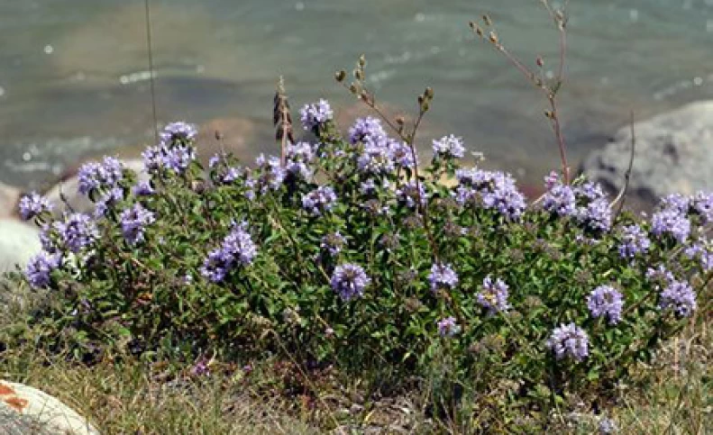 خواص معجزه آسای گیاه آنخ (کاکوتی)