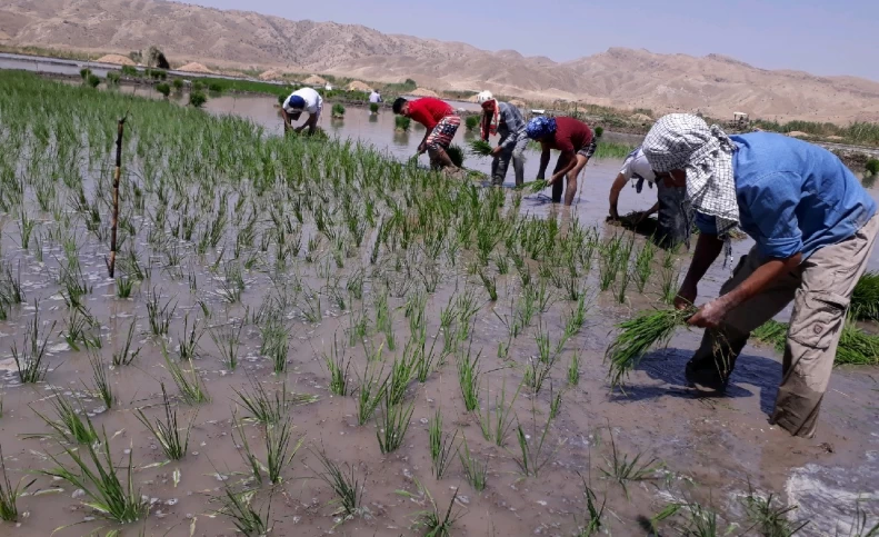 کشت نشاء برنج در ۳۵۰ هزار هکتار شالیزارهای دو استان شمالی