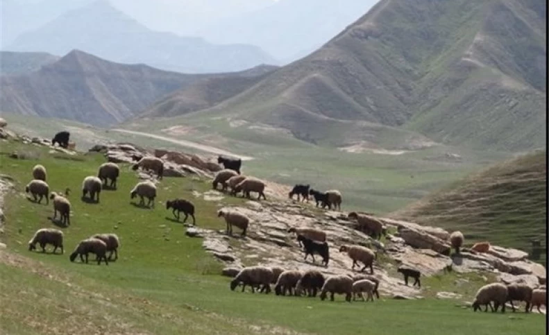 عدم تخصیص اعتبار برای خرید حمایتی دام عشایر در خشکسالی/ نوش‌ دارو پس از مرگ سهراب نمی‌خواهیم